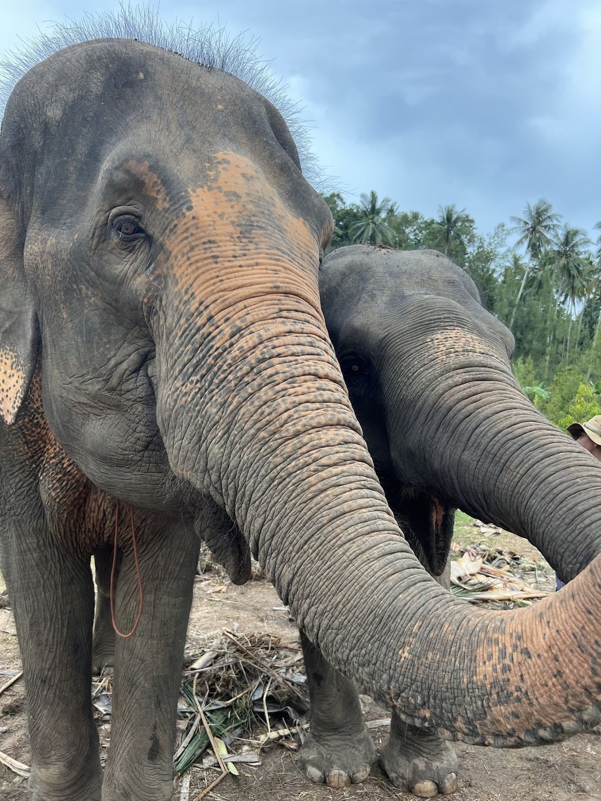 Samui Elephant Spa, Koh Samui