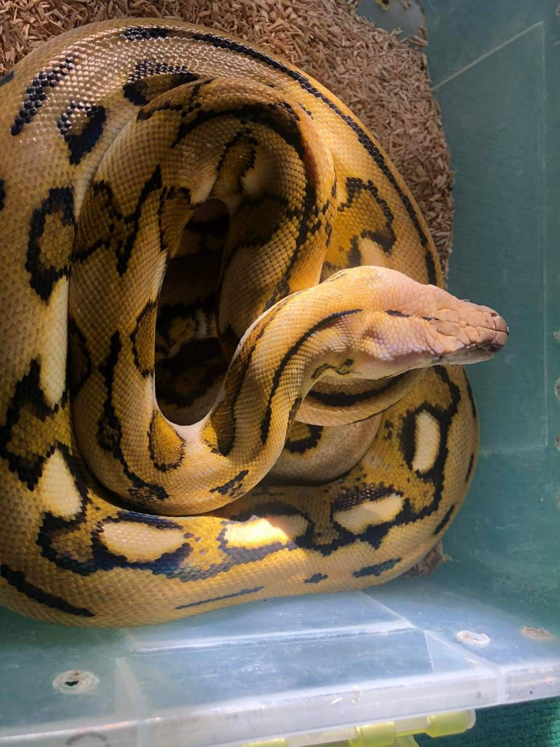 Snake Farm Koh Samui photo 4