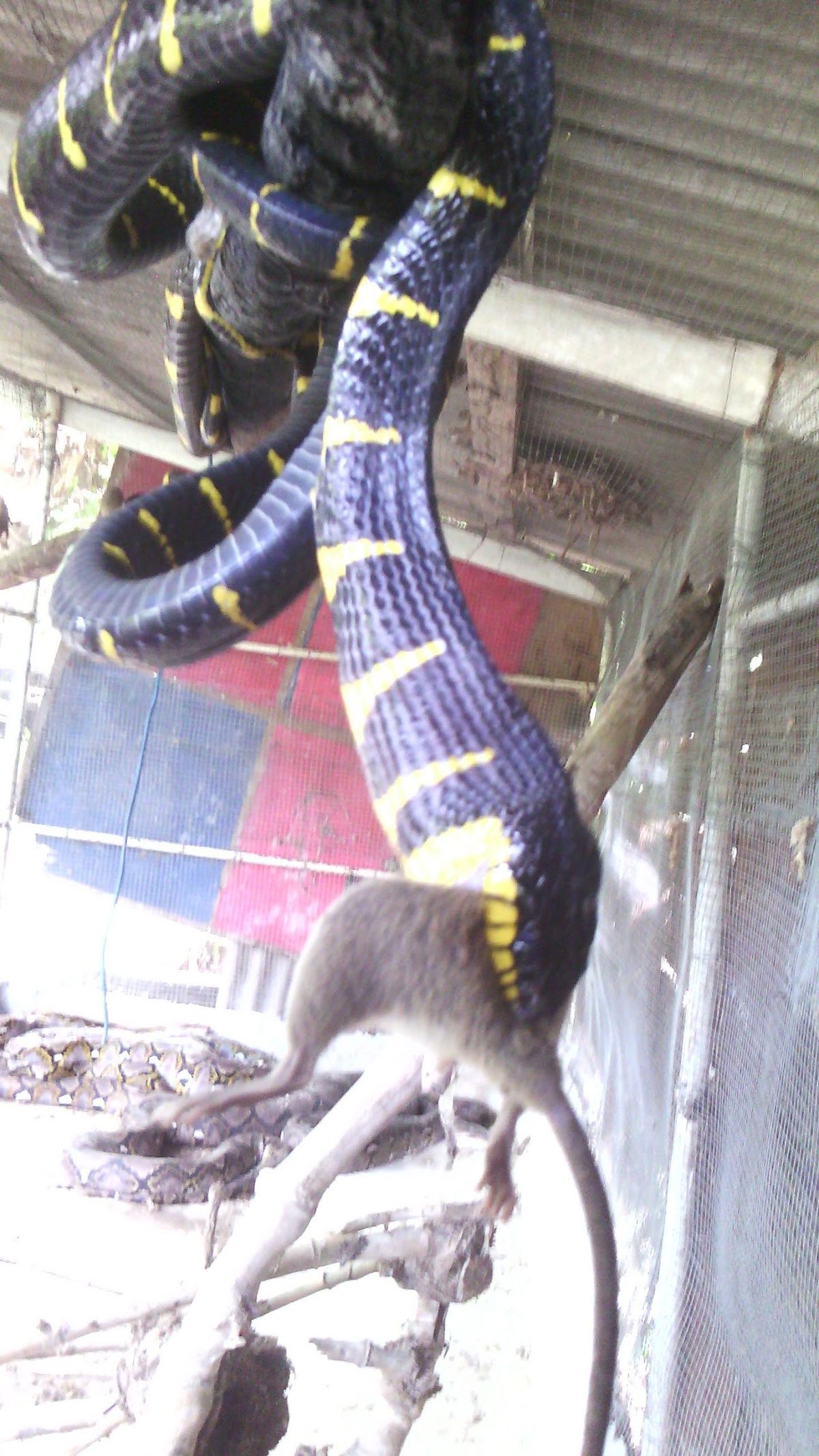 Snake Farm Koh Samui, Koh Samui