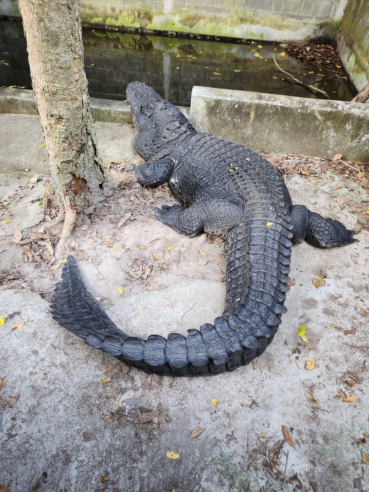 Snake Show Center Na Mueang photo 2