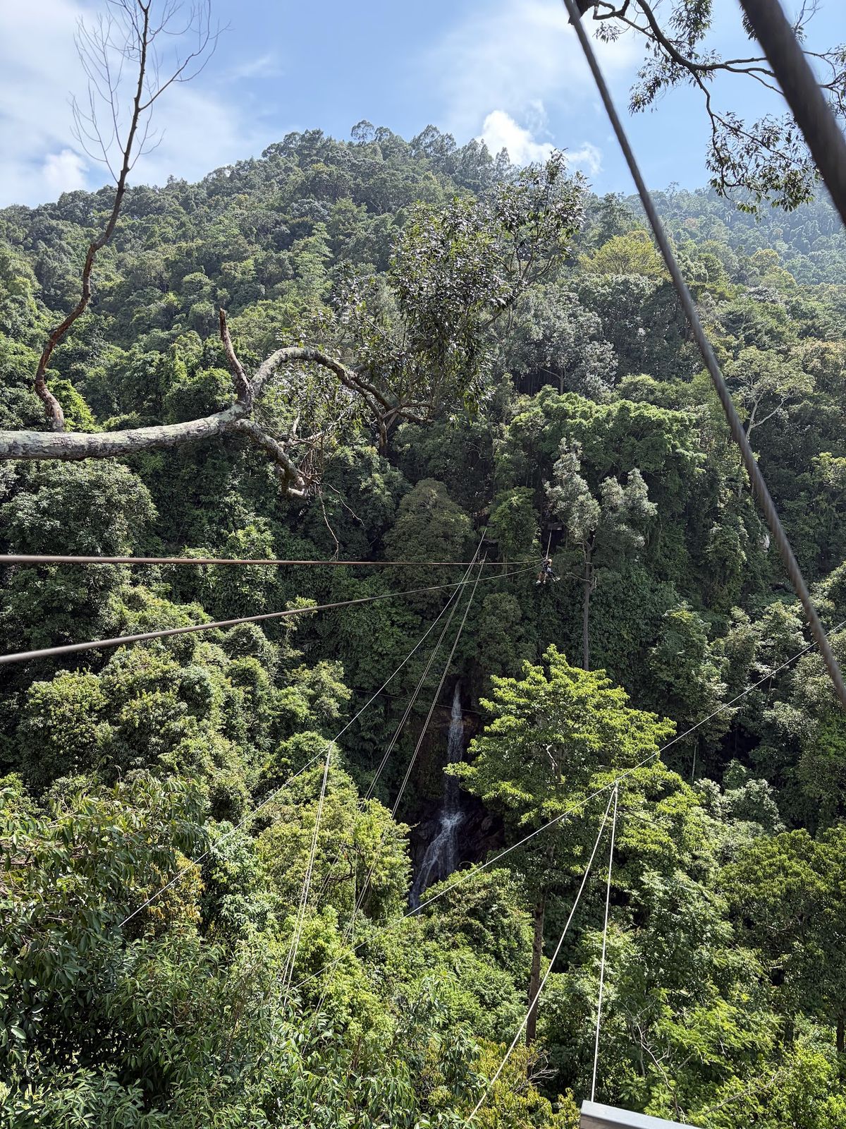 Treetop Tour Zipline photo 2